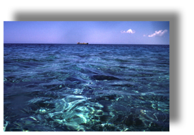 Dive Boat